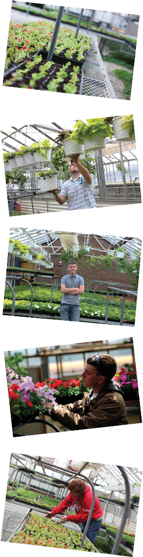 Websiteimage - Sweet Pea (300x1200), Png Download