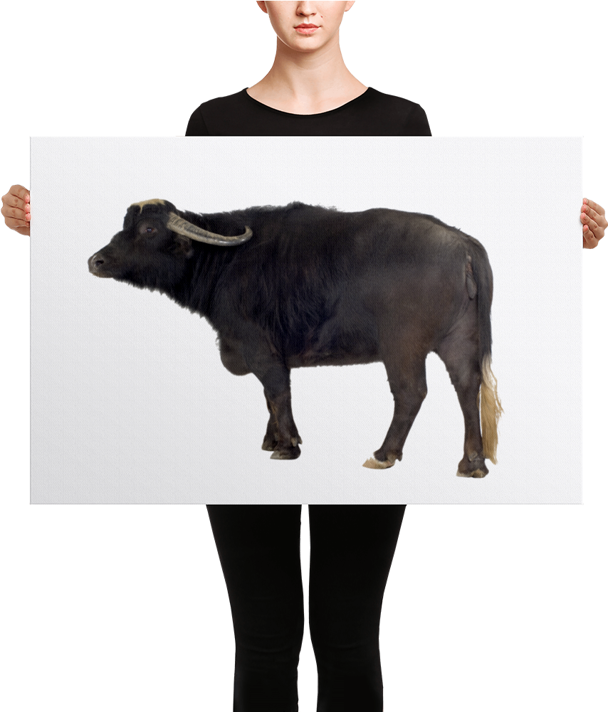 Water-buffalo Canvas - Black Mask Red Pied French Bulldog Canvas (1000x1000), Png Download