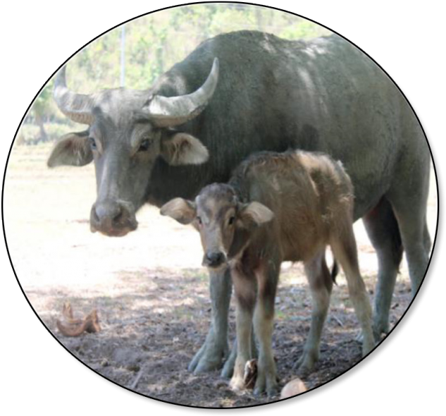 Inventory - Goat With Carabao (648x600), Png Download