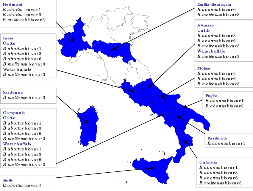 Geographic Distribution Of Brucella Strains Isolated - Italy Map Outline (850x645), Png Download
