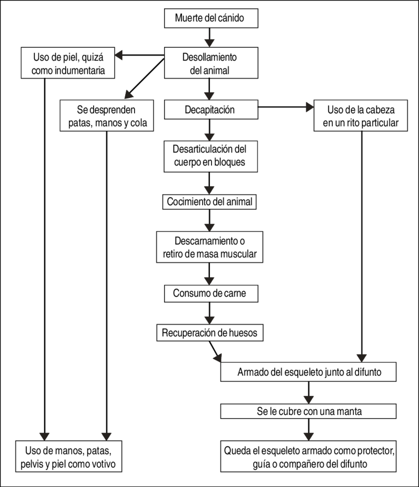 Proceso De Preparación Del Perro Depositado Junto Al - Diagram (850x989), Png Download