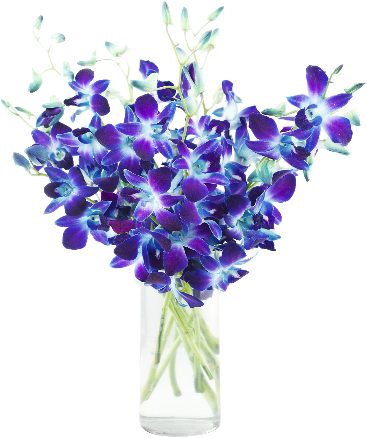 Copo De Leite, Hortênsia, Hibisco, Rosa, Margarida - Blue Dendrobium Orchids (1252x1500), Png Download