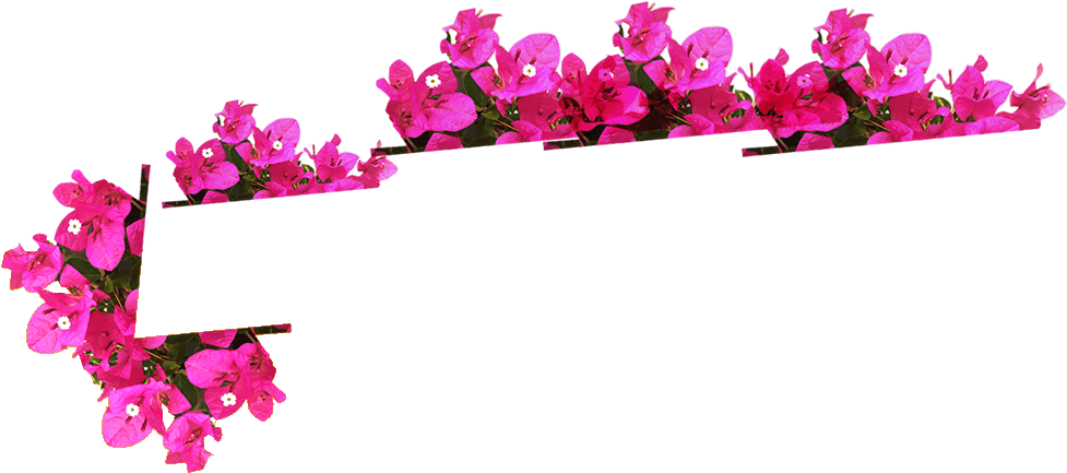 Faça Contato - Flores Trepadeiras Em Png (988x477), Png Download