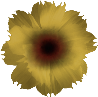 Flower Golden - Kymco Venox 250 (456x431), Png Download
