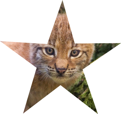 Barnstar Of Kindness - Cats &amp; Kittens Notebook : Gifts / Presents (400x379), Png Download