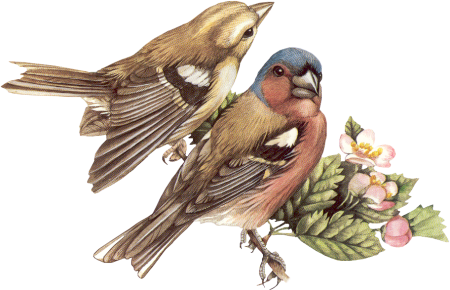 Tube Pour Vos Montages - Flower Bird Vintage Paper Ornament (round) (450x290), Png Download