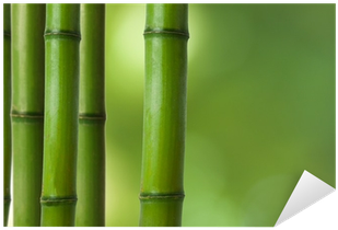 Bamboo (400x400), Png Download