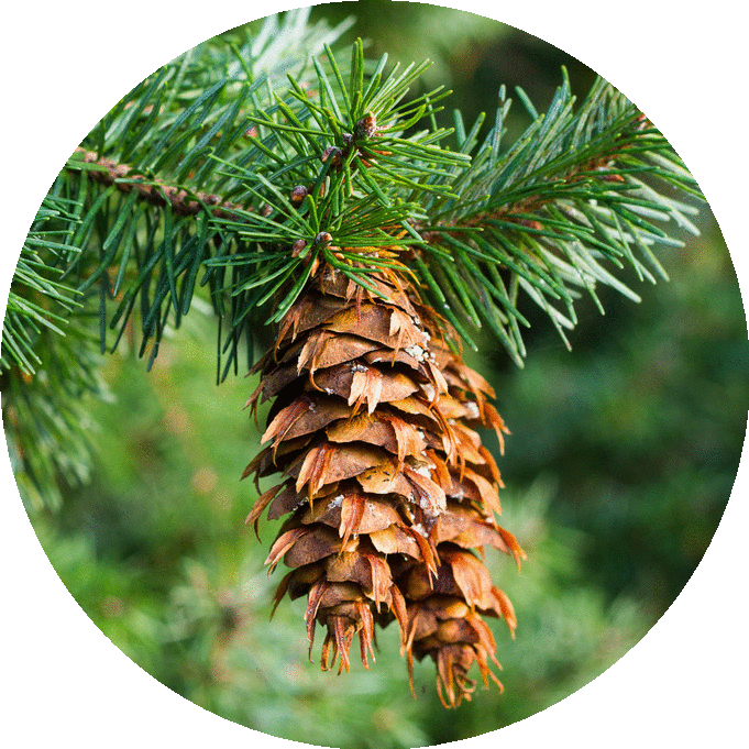 Douglas Fir Eo Circle Image - Pseudotsuga Menziesii (681x681), Png Download