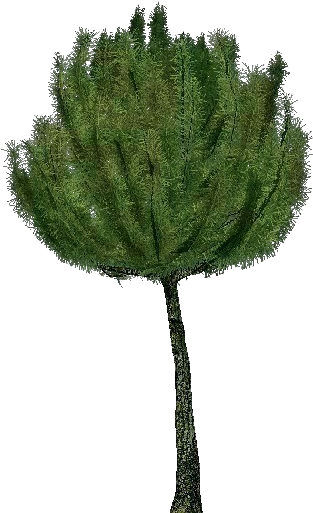 3d Trees - Mountain Pine - Pond Pine (750x527), Png Download