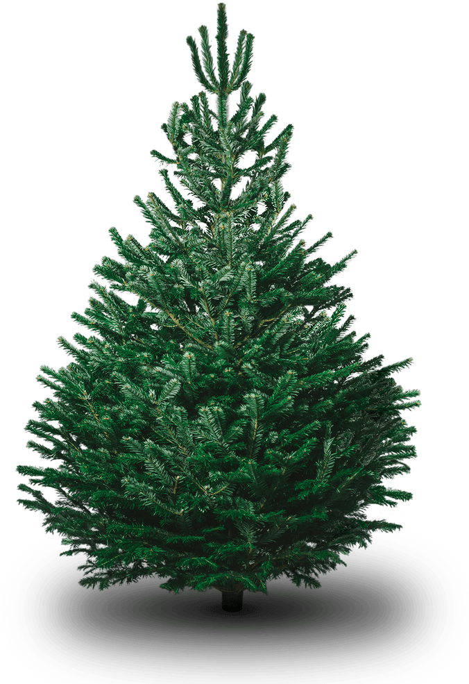 Nordmann Fir Christmas Tree Real Xmas Trees Png Nordman - Real Christmas Tree (1000x1000), Png Download