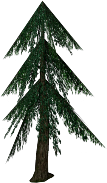 Fir - Wiki (750x650), Png Download