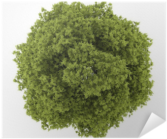 Top View Of White Ash Tree Isolated On White Background - Top View Tree (400x400), Png Download