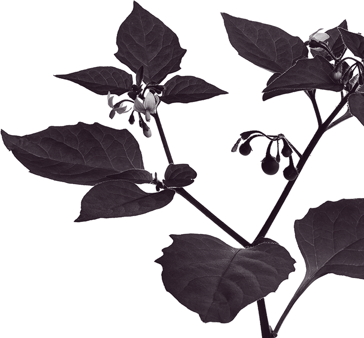 Marketing Your Haunted Attraction Can Be Brutal - Solanum Nigrum (710x660), Png Download