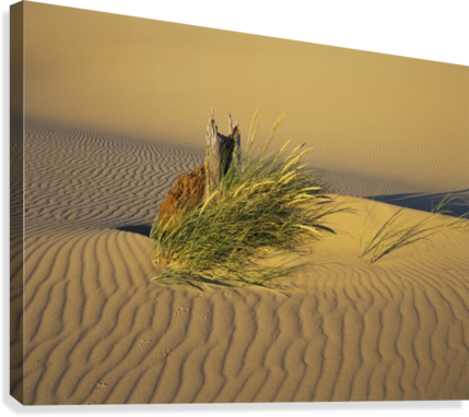 Wind Makes Ripples In The Sand - Supplier Generic Wind Makes Ripples In The Sand Lakeside (429x382), Png Download