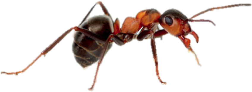 Leaf Cutter Ant Majors (885x495), Png Download