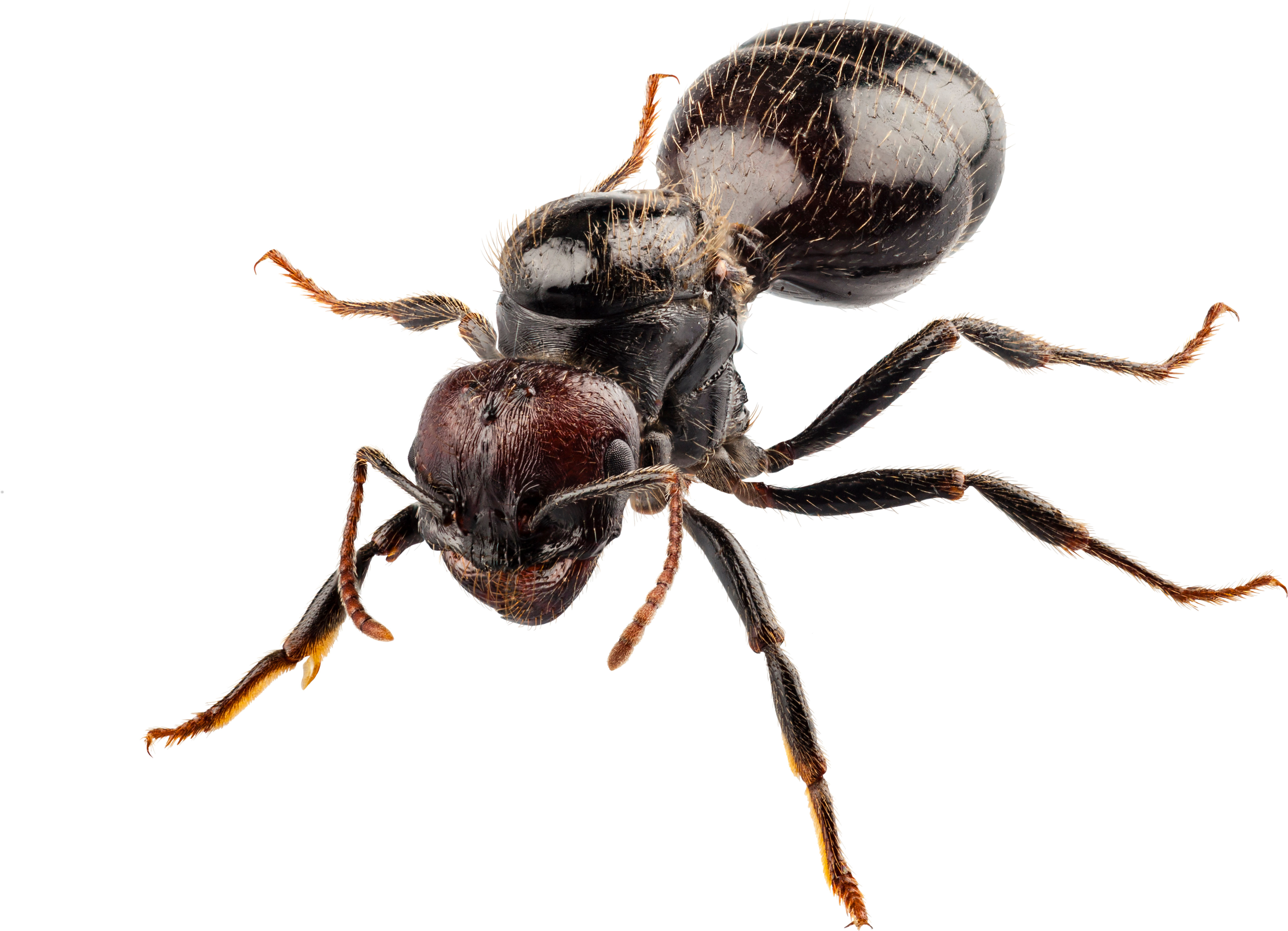 Fondos De Pantalla Id - Doff - Ant Killer 300g (5616x3744), Png Download