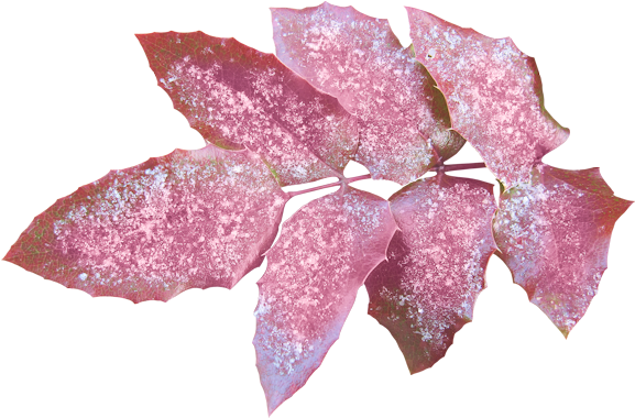 Leaves, Png - Blog (600x395), Png Download