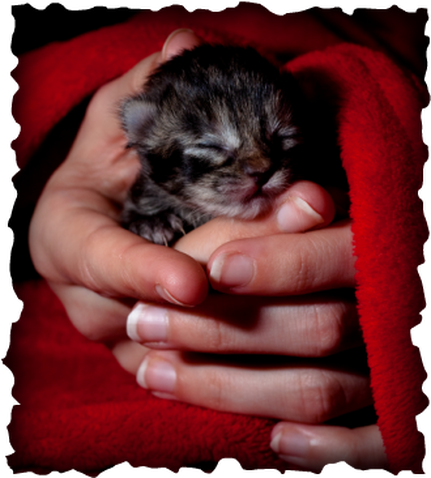 Kitten (431x478), Png Download
