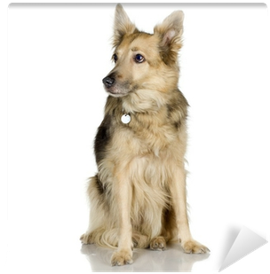 German Shepherd / Alsatian, Police Dog Wall Mural • - Bellen - Agamemnon Herausgegeben Von Maverick (400x400), Png Download