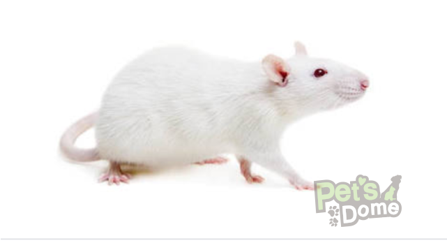 White Rats - 1/1 - White Mouse (640x480), Png Download