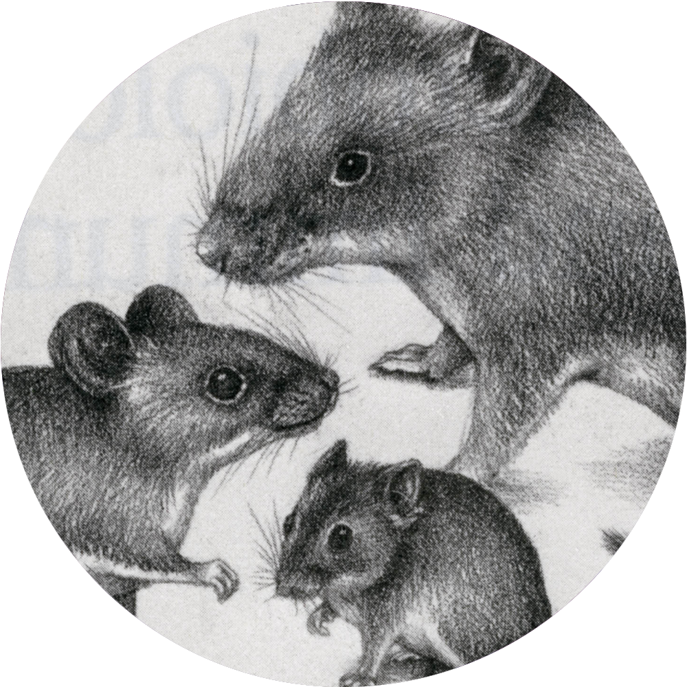 Acknowledgements - Marsh Rice Rat (1000x1000), Png Download