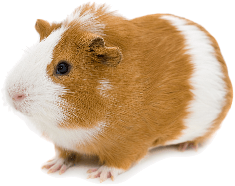 Bigstock Red And White Guinea Pig Isola - El Conejillo De Indias (800x635), Png Download