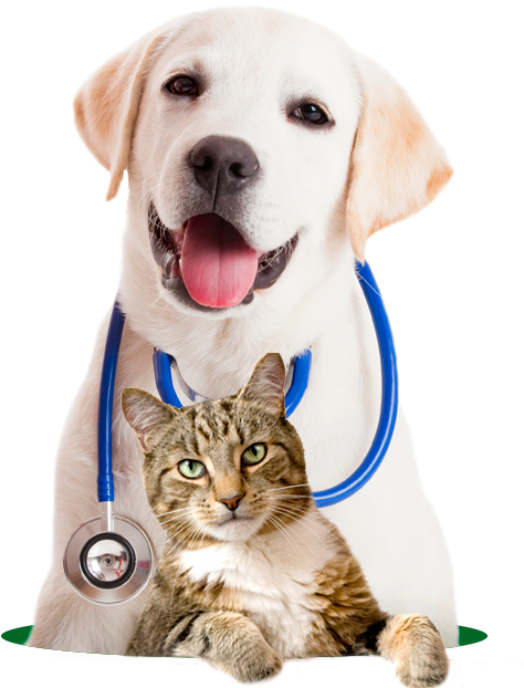 635744 - Vets Animals (536x633), Png Download