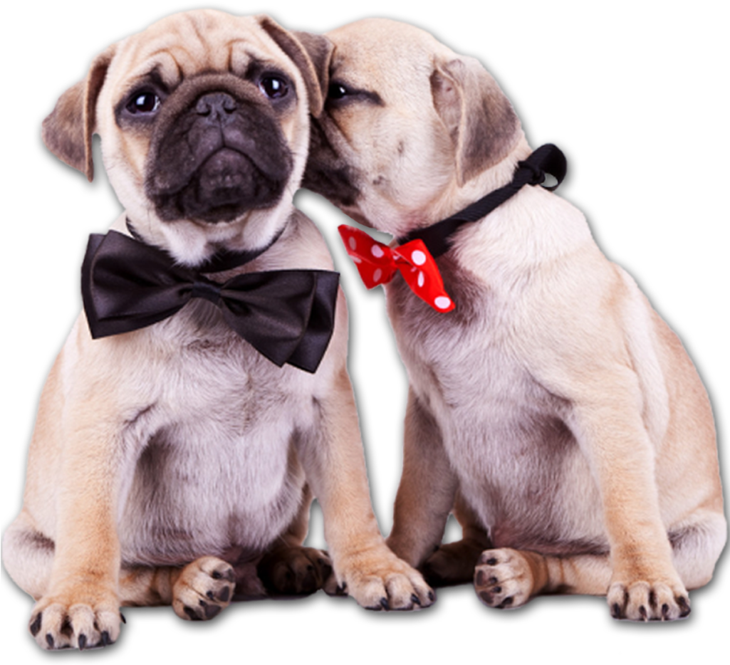 Pug Puppies (1024x964), Png Download