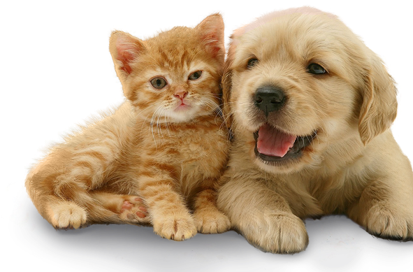 Temos Tudo Para Seu Bichinho - Golden Retriever Puppy And Orange Kitten (590x427), Png Download