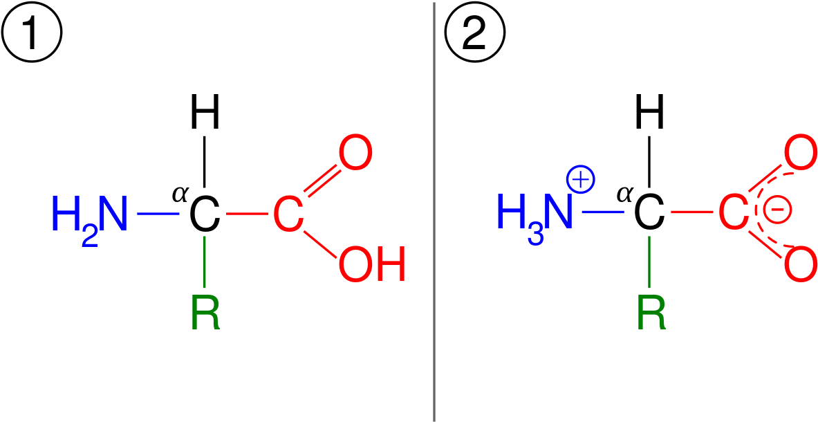 Thc Molecule Lewis Dot Structure - Amino Acid Generic Form (1280x623), Png Download