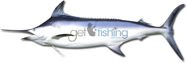 Black Marlin - Swordfish (648x350), Png Download