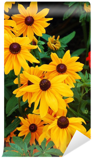 Black-eyed Susan Flowers In Full Bloom Wall Mural • - Schöner Gelber Sonnenblumedruck Grußkarte (400x400), Png Download