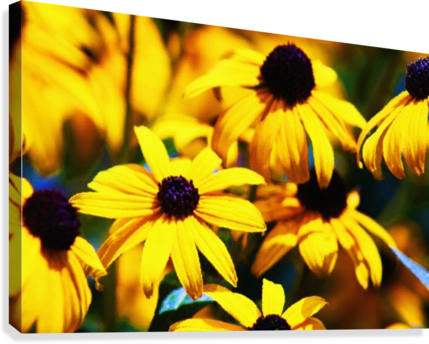 Black Eyed Susan's In The Morning Canvas Print - Black Eyed Susan's In The Morning Round Ornament (429x344), Png Download