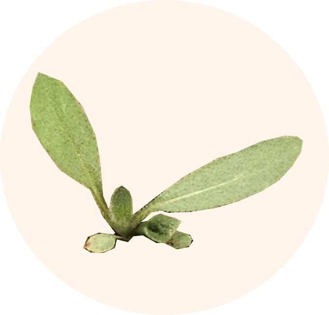 Pioneer Plant Americas Most Common Wildflower Meadow - Black-eyed Susan (674x644), Png Download