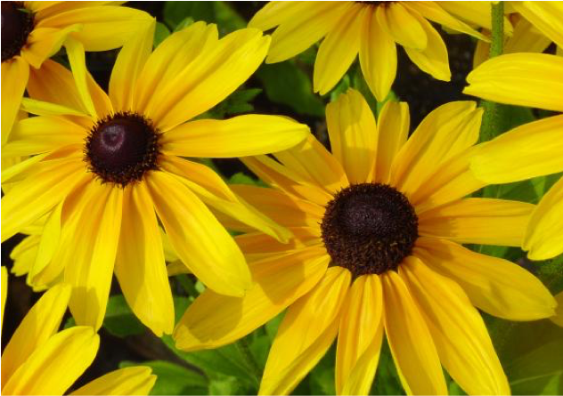 Black-eyed Susans Flowers Are Also Called As Gloriosa - Dry Area Wildflower Seed Mix - Annuals And Perennials (631x651), Png Download
