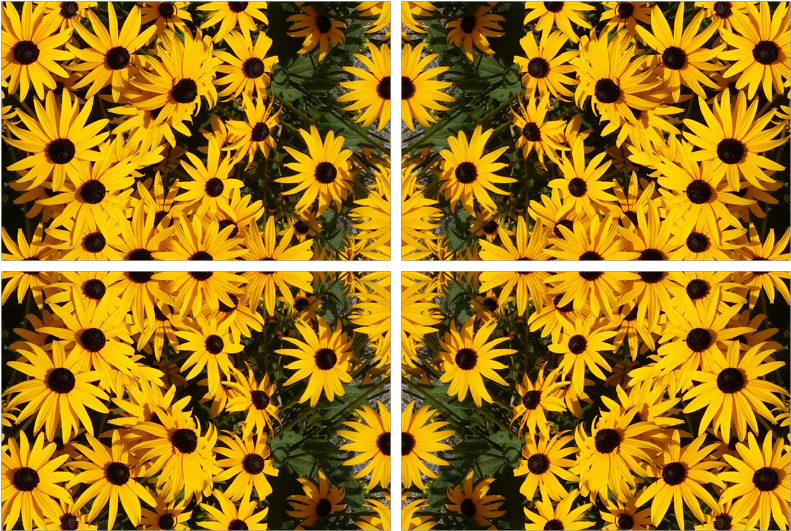 Black-eyed Susan (800x540), Png Download