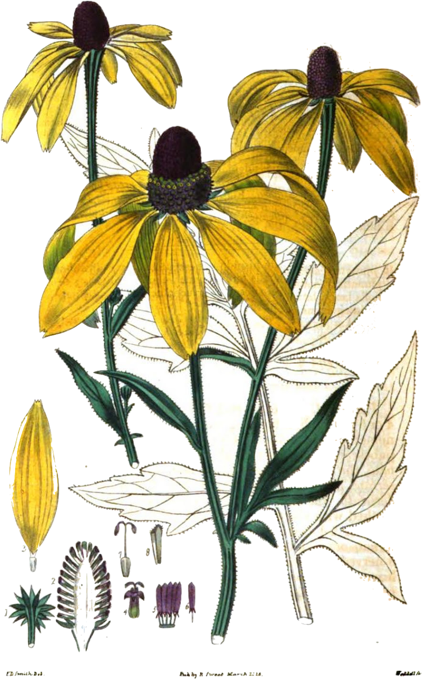 Source - Botanical Illustration (974x1600), Png Download