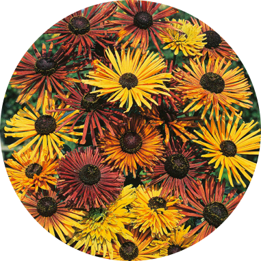 The Captivating Blooms Of Rudbeckia Hirta 'becky Cinnamon - Mr Fothergill's Rudbeckia Chim Chiminee Seeds (381x381), Png Download