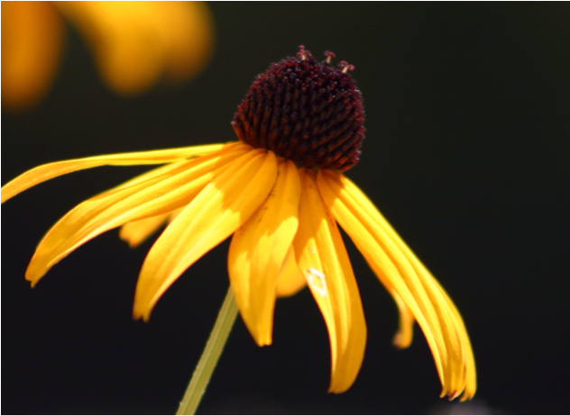 Where Is It Found - Maryland Black Eyed Susan (631x651), Png Download