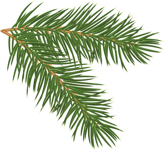 Clip Art Pine Branch (600x541), Png Download