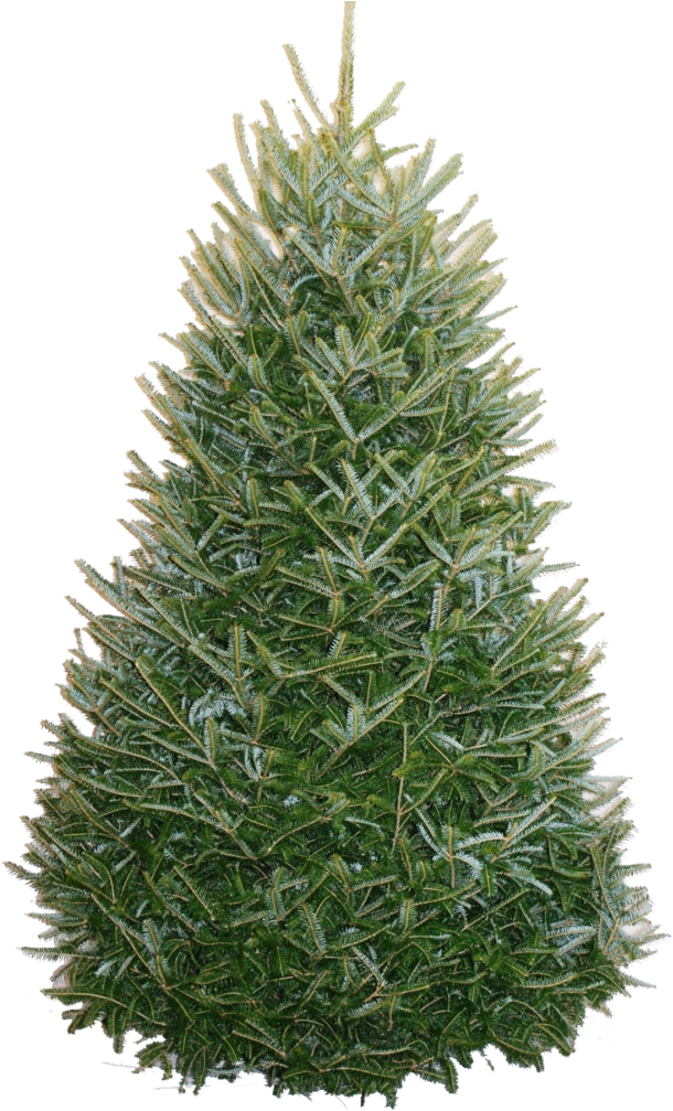 Fraser Fir Christmas Tree - Fraser Fir (632x1024), Png Download