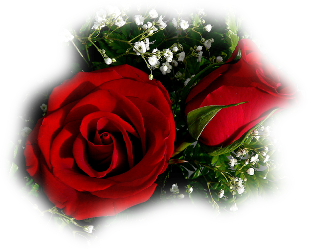 Download Flor Rosa Vermelha Aberta E Um Botao No Jardim Fot Love A Beautiful Rose Flower Full Size Png Image Pngkit