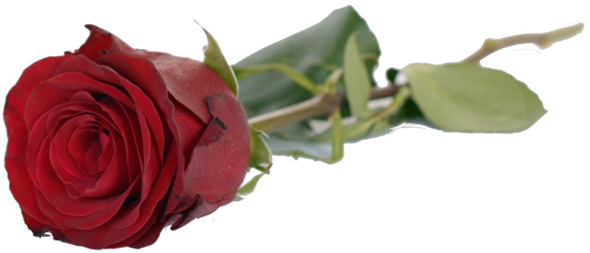 Good Evening With Rose (1024x682), Png Download