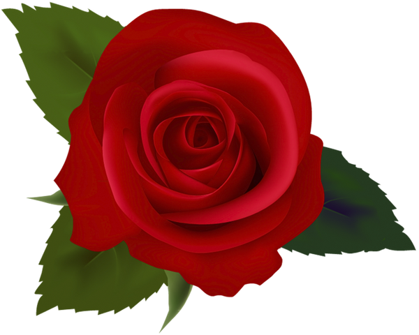 Цветок Розы, Красная Роза, Цветы - Clip Art (600x480), Png Download