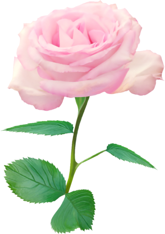 Single Red Rose Png Png Nisanboard Pembe Tek Gül Resimleri - Single Pink Roses Png (338x480), Png Download