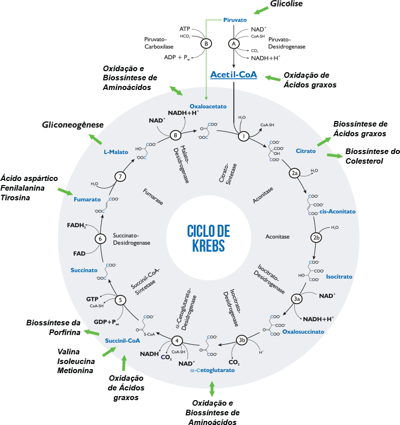 Caixa - Ciclo De Krebs En Español (787x836), Png Download