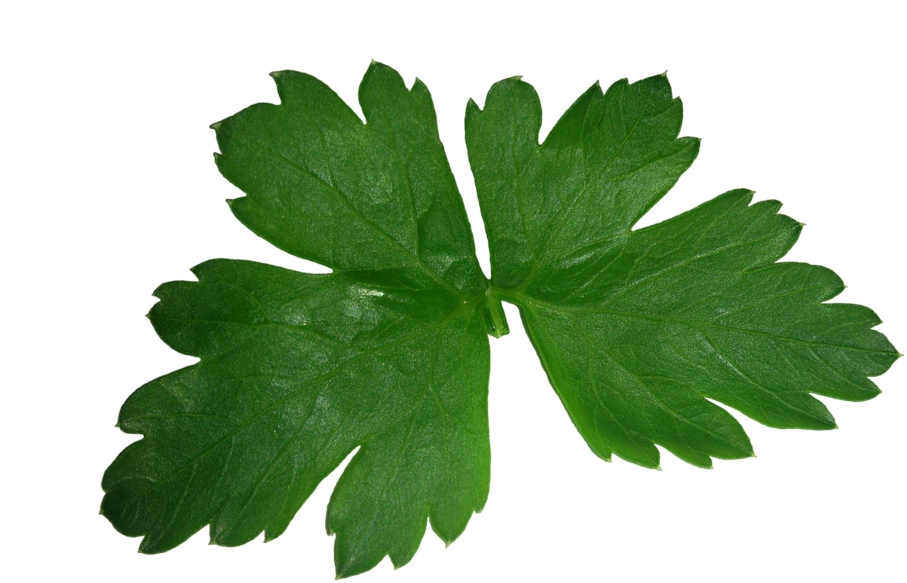 Perejil Png - Hoja De Cilantro Png (960x720), Png Download