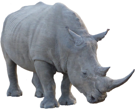 Graphic Free Download Maths Photographs Creatures African - Mathematics (560x451), Png Download