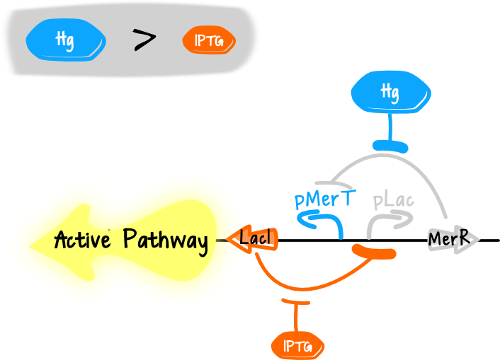 So, The Laci Proteins Will Be Expressed And By Repressing - Diagram (706x509), Png Download