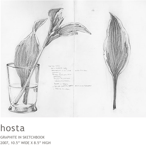 Hosta - Sketch (634x510), Png Download